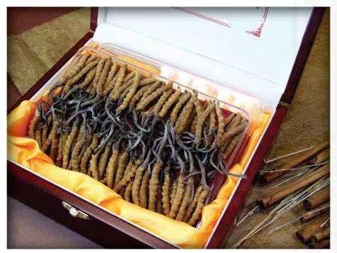 平坝冬虫夏草回收